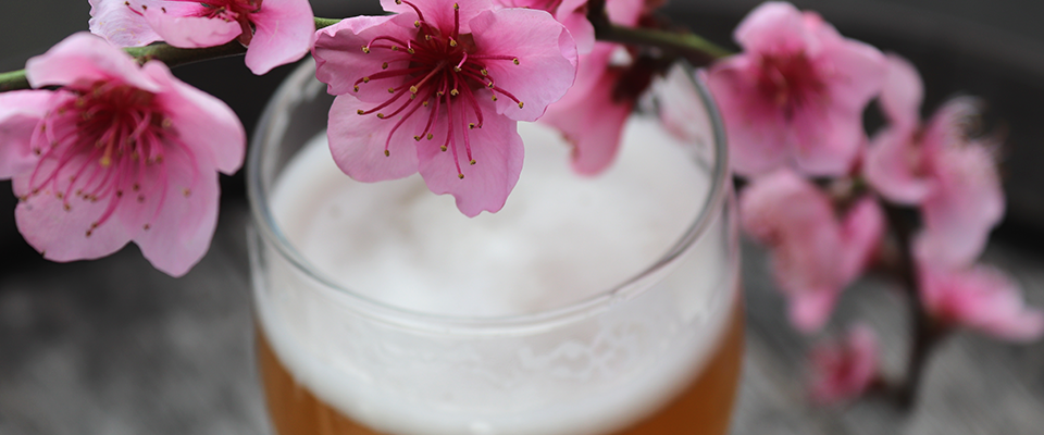 bière fleur printemps